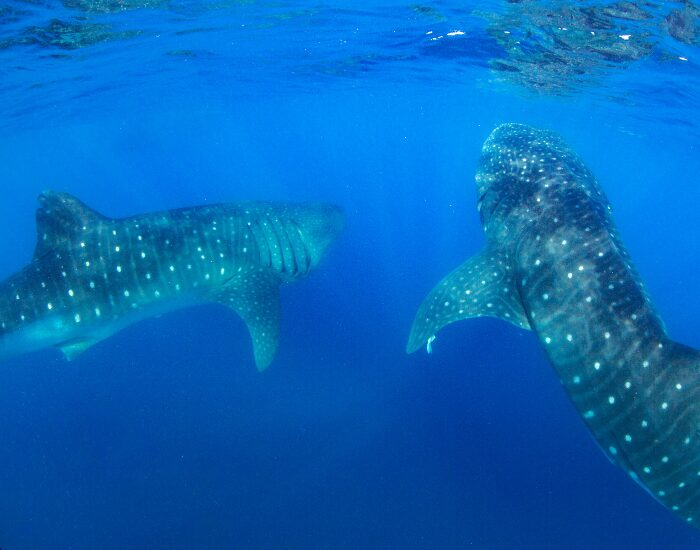 two whale sharks swimming underwater