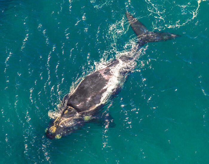 Drone photo of a Whale in South Africa