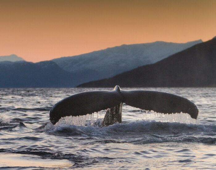 Whale tail in Norway with Sunset light on the Background