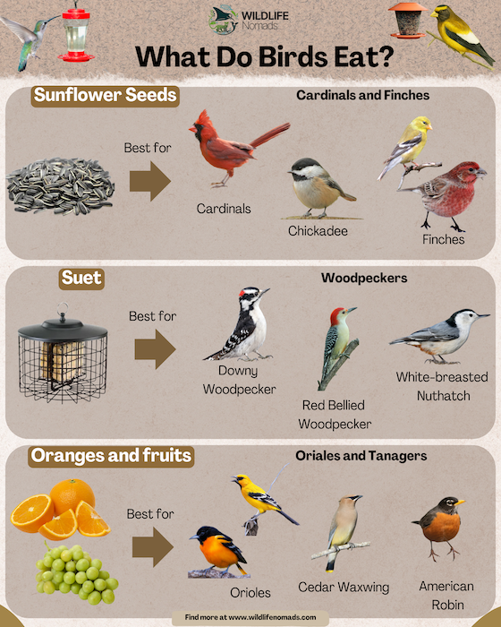 What-Do-Birds-Eat-infographic.webp What do birds eat infographic showing what food eats specific birds