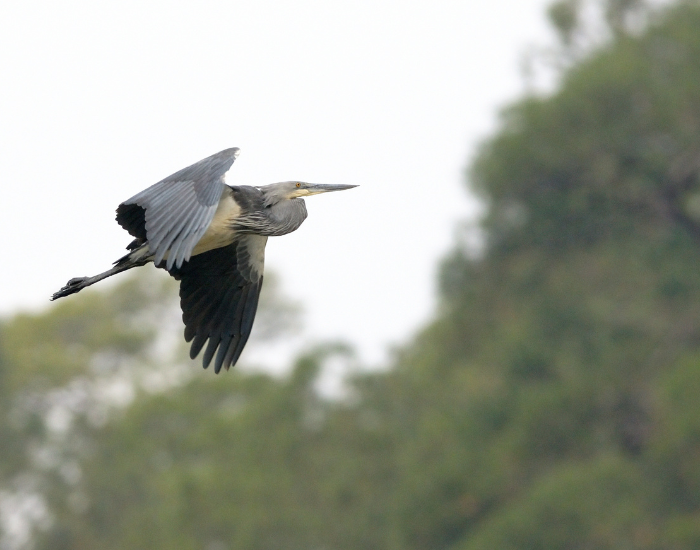 White-bellied-Heron-Ardea-insignis.webp White-bellied Heron flying