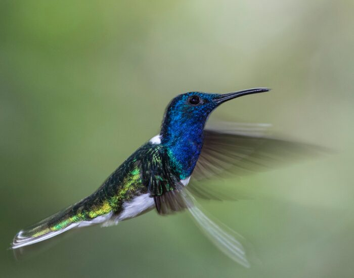 White-necked Jacobin hummingbird flying