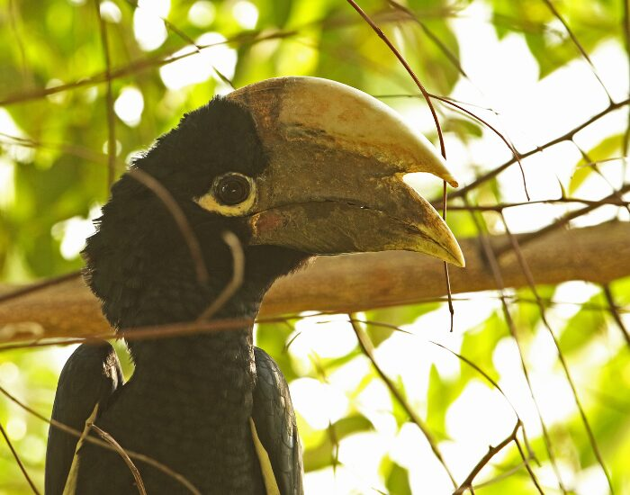 White-thighed Hornbill on a tree