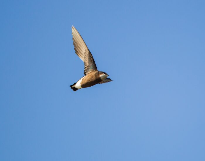 white throatedneedletail.webp White-throated Needletail flying in the wild
