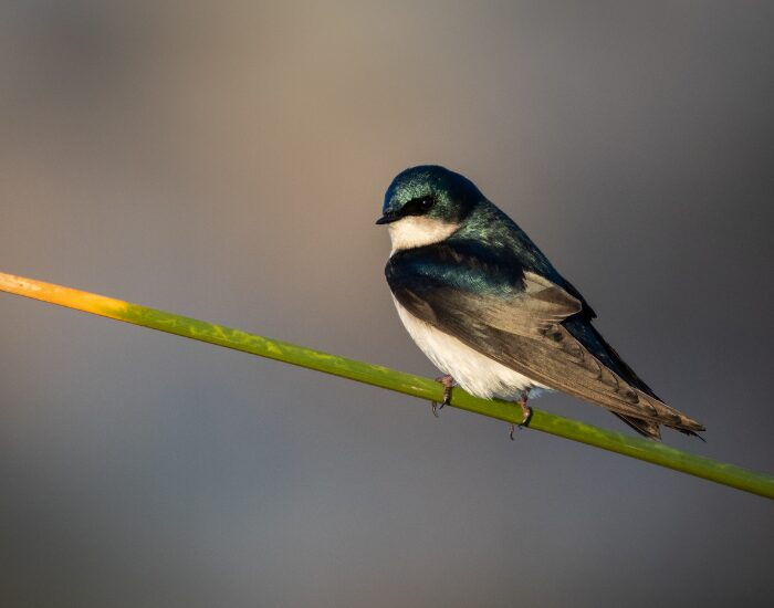 a White Trhoated Swift perched on a tree branch