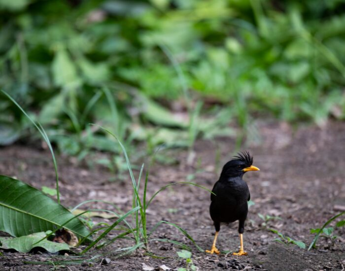 a White-vented Myna on the ground
