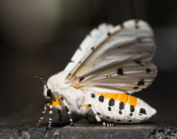a White Ermine Moth close up 