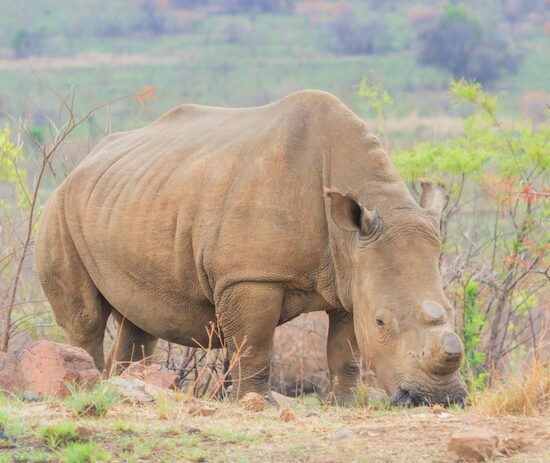 whiterhino 1.webp white rhino in the wild
