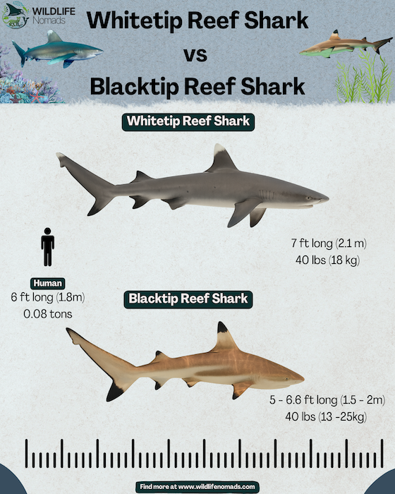 Whitetip-Reef-Shark-vs-Blacktip-Reef-Shark-2.webp Infographic comparing black tip shark vs white tip shark