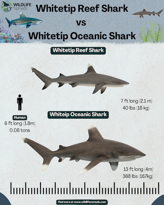 Whitetip-Reef-Shark-vs-Whitetip-Oceanic-Shark-infographic.webp Infographic comparing white tip reef shark vs white tip oceanic shark