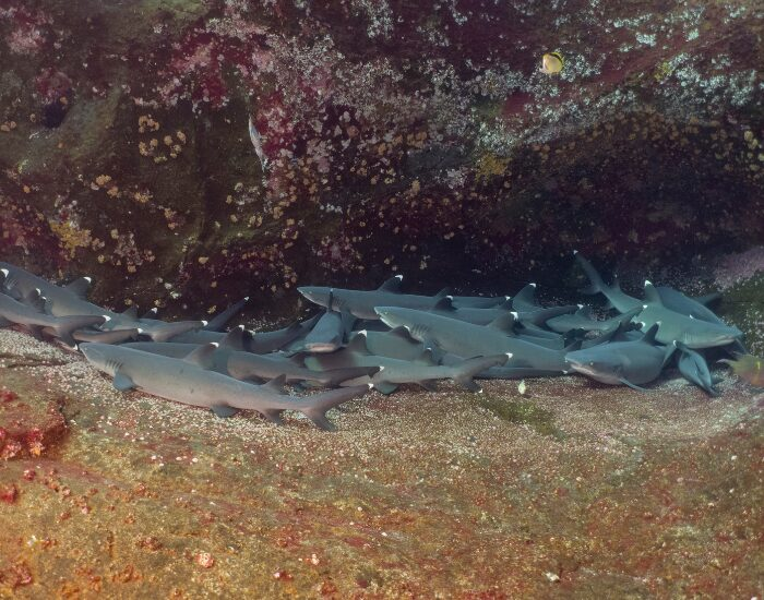 Hyoungho Lee White tip reef sharks in Socorro Island