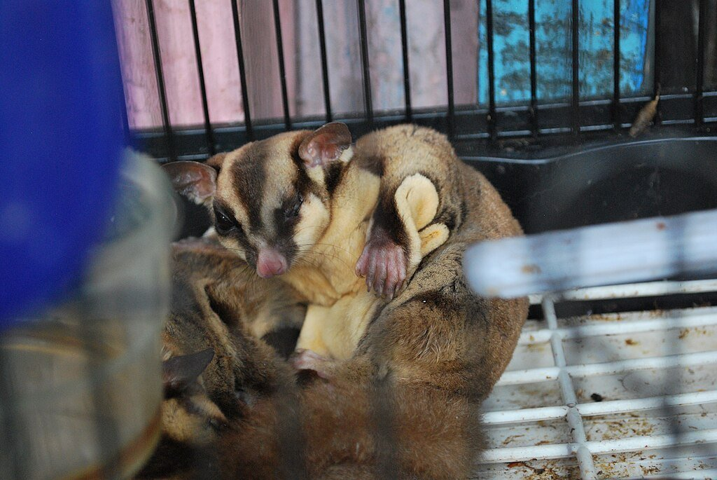 Sugar Glider on a Cage