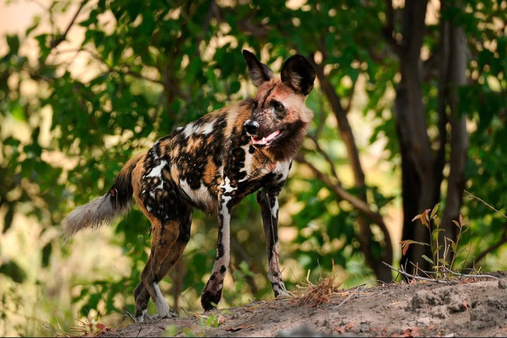 wilddog 1.webp african wild dog in the wild