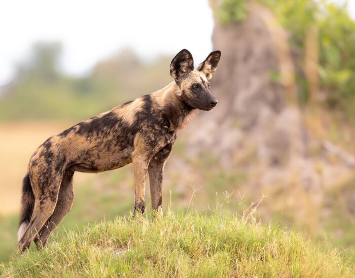 wilddog.webp wilddog.webp