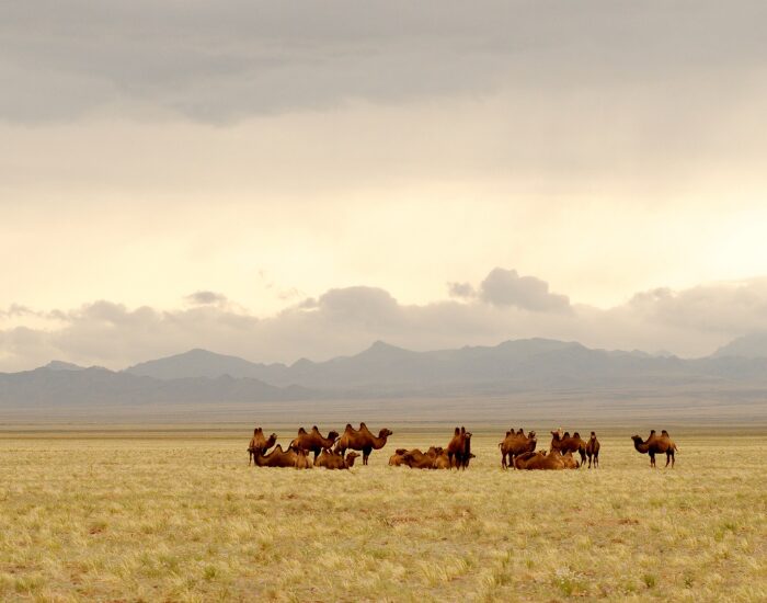 Wild Camels in Mongolia with mountains on the background