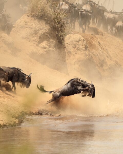 wildebeest jumping into a river during the great migration