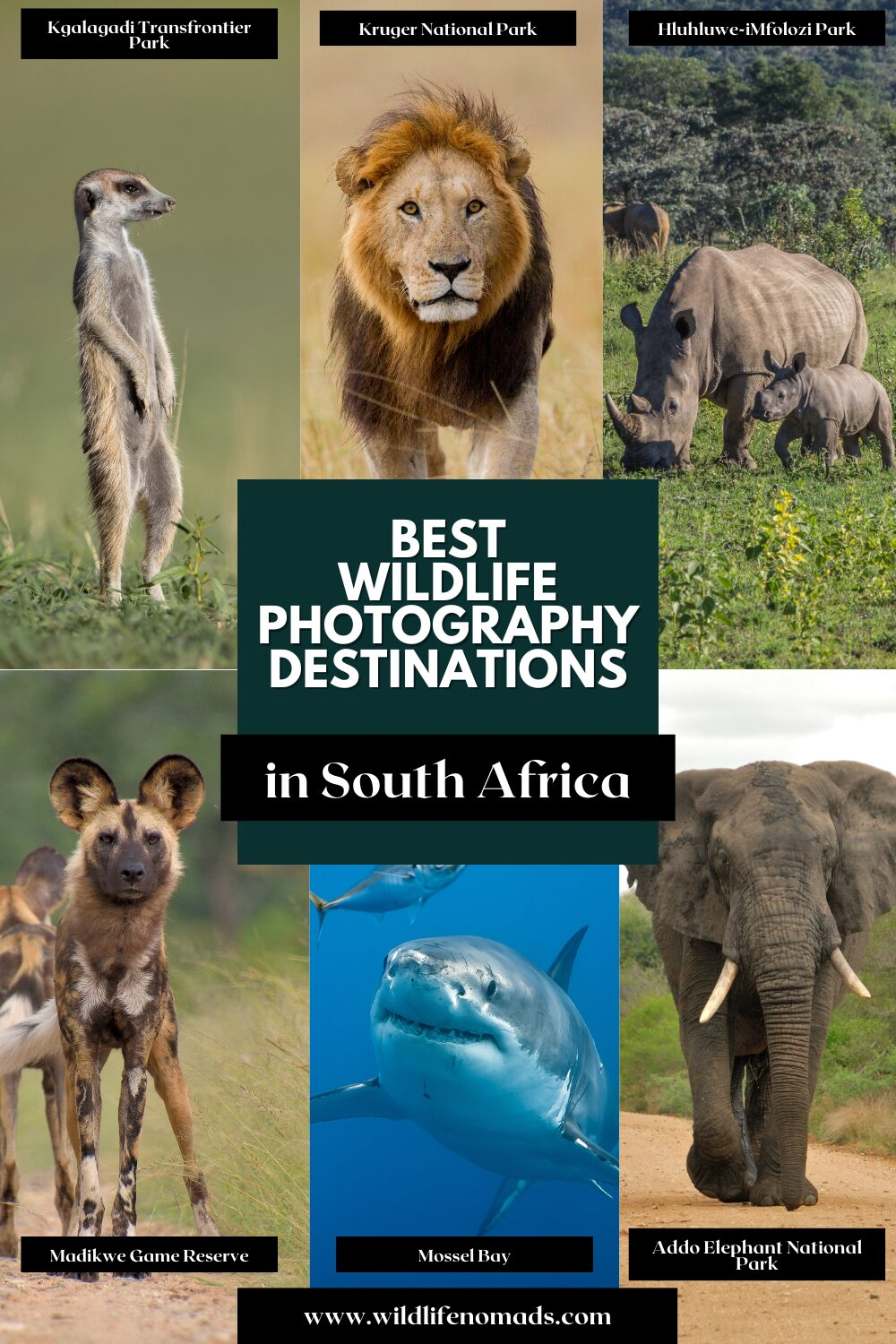 Wildlife photography South Africa infographic