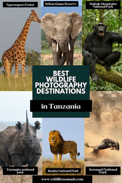 Best wildlife photography Destinations in Tanzania