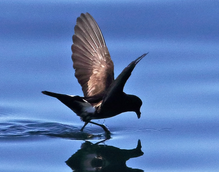 Wilson's Storm Petrel flying on the ocean surface