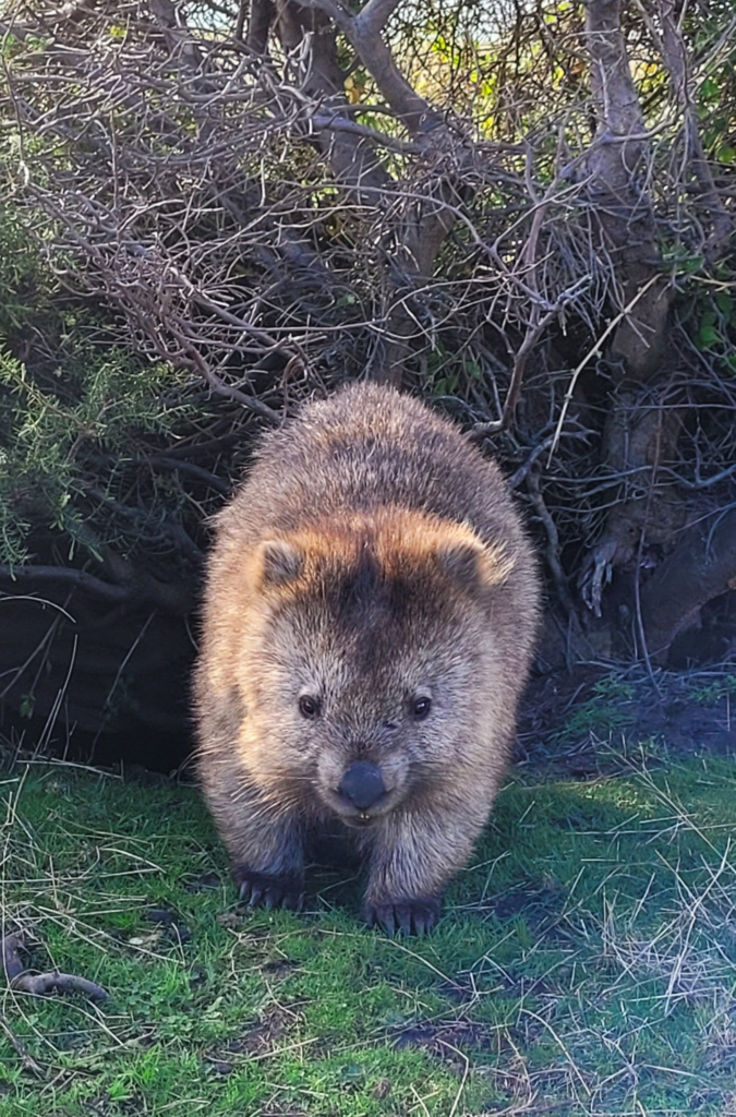 wombat 2.webp Wombat in Meria Island
