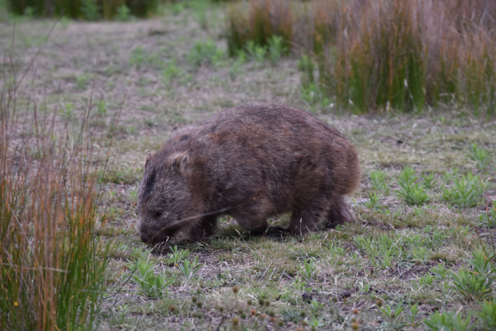 wombattasmania.webp Wombat in Victoria