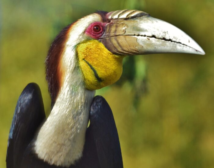 close up of a Wreathed Hornbill