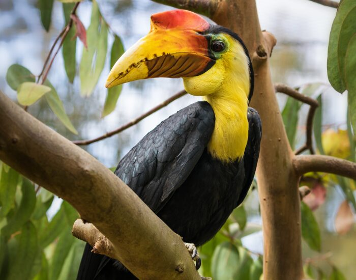 Wrinkled Hornbill on a branch perched
