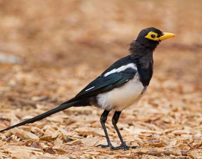 Getty Images a Yellow-Billed Magpie standing over the ground