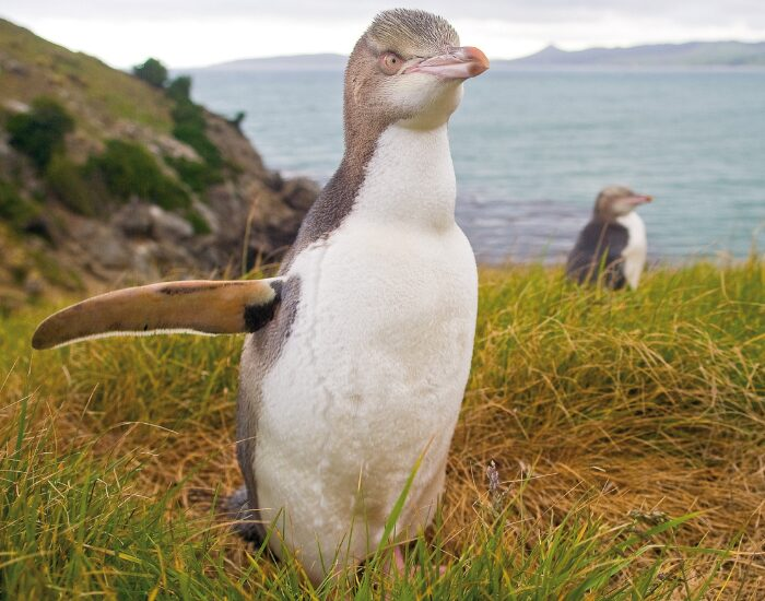 a Yellow-Eyed Penguin walking towards the camera in the wild with the ocean on the background