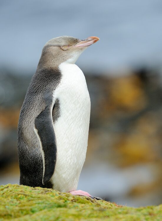 Yellow eyed penguin in the wild on a rock