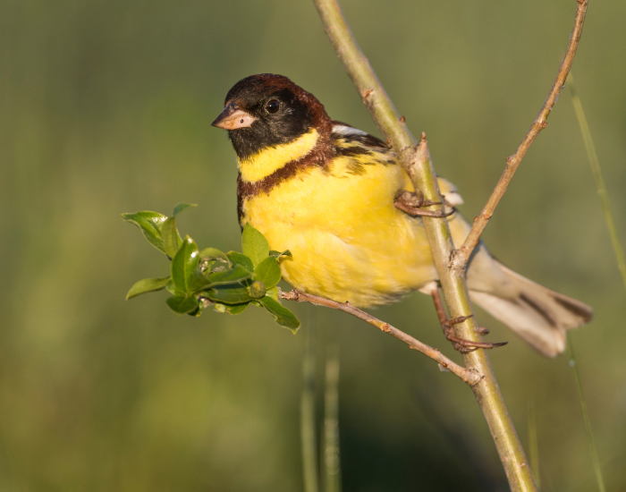 Yellow-breasted-Bunting-1.webp Yellow-breasted Bunting