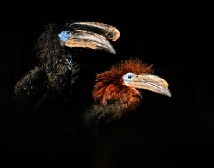 two Yellow-casqued Hornbill with black background
