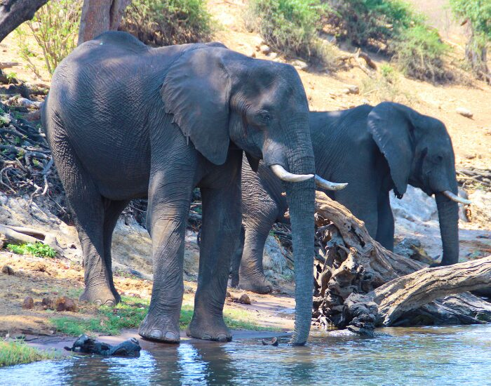 two elephants in Zambezi National Park