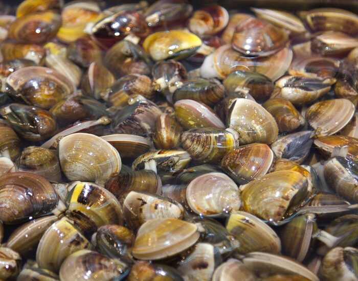 cluster of zebra mussels
