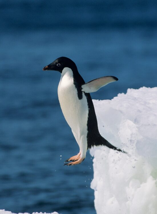 Adelie Penguin jumping from an ice cliff to the ocean