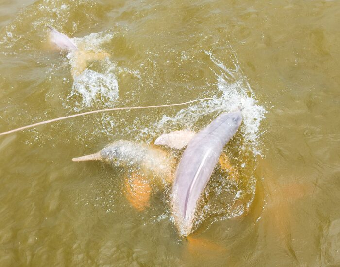 two dolphins on the surface of a river swimming