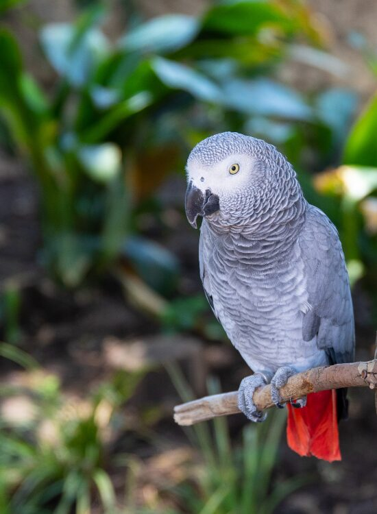 africangreyparrot.webp African Grey Parrot on a wooden stick