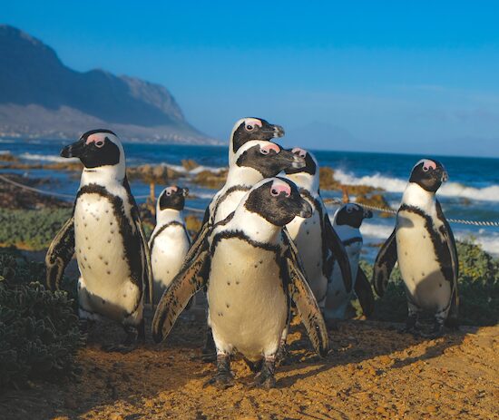 Group of African Penguins on the beach