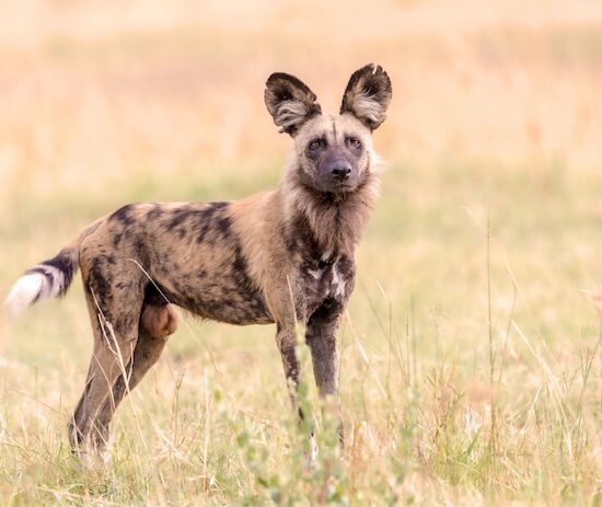 africanwilddog 1.webp african wild dog in the wild
