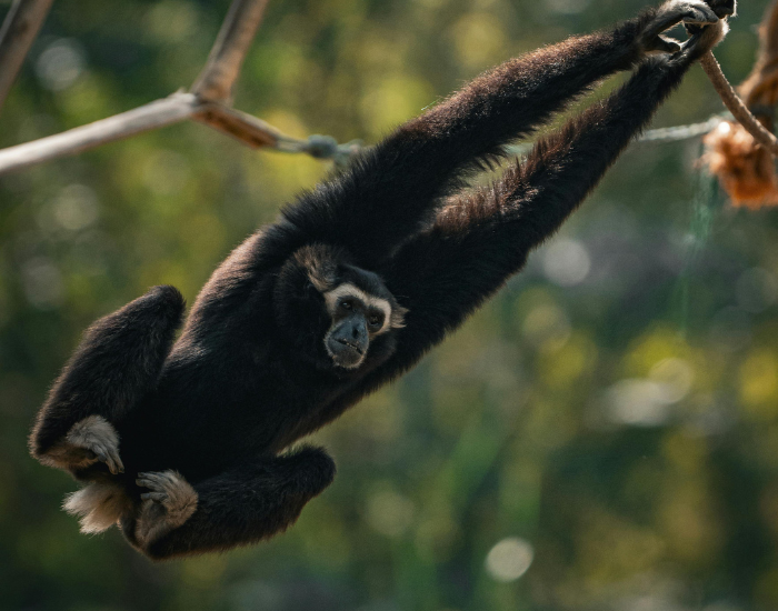 agile-gibbon.webp gibbon hanging form a tree, moving throuhg the forest