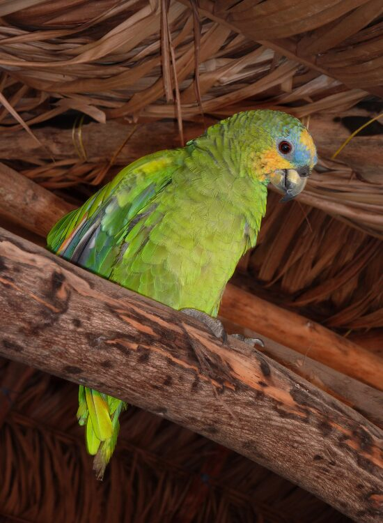 Amazon parrot inside a house on the roof
