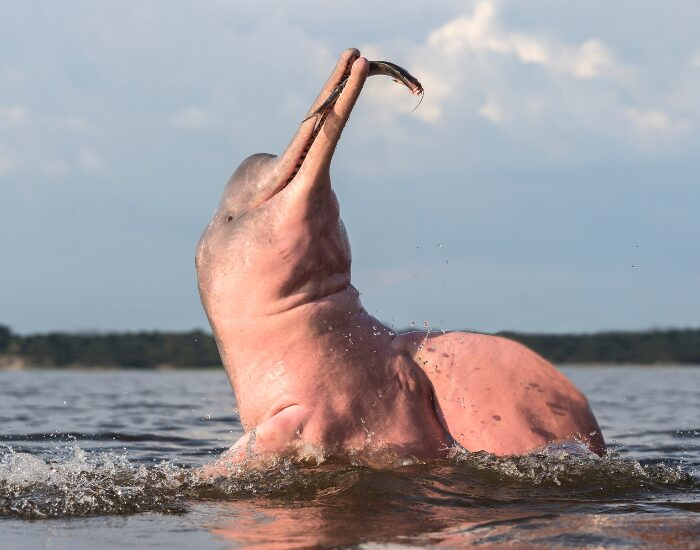 Pink River Dolphin in the wild with a fish in its mouth