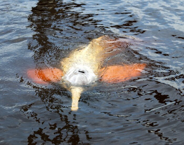 a river dolphin swimming just beneath the surface of a river
