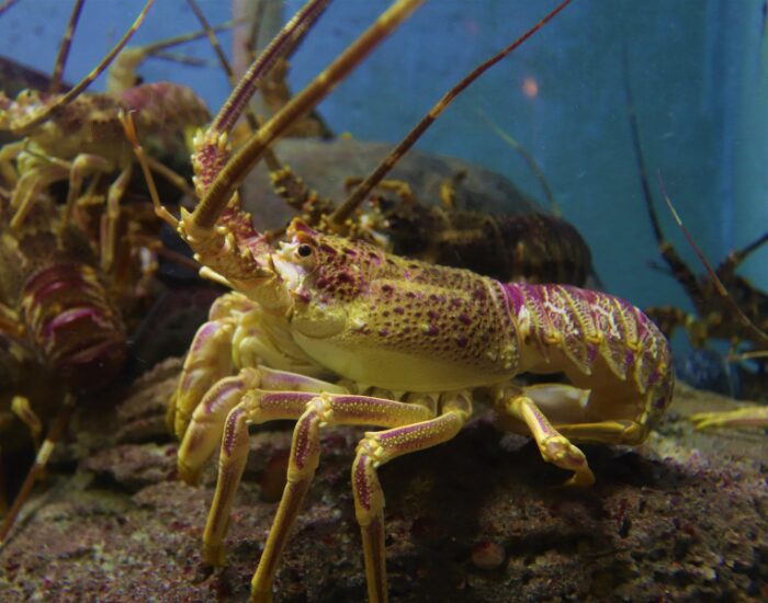 an American Lobster on a water tank at the bottom with other lobsters