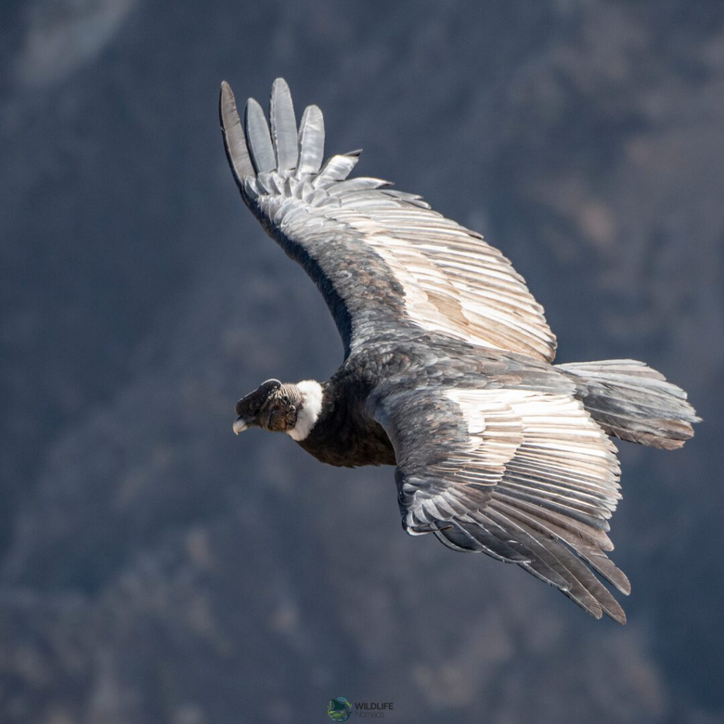 andean condor flying