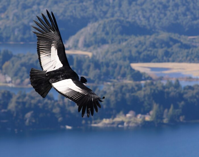 andean condor flying above a lake
