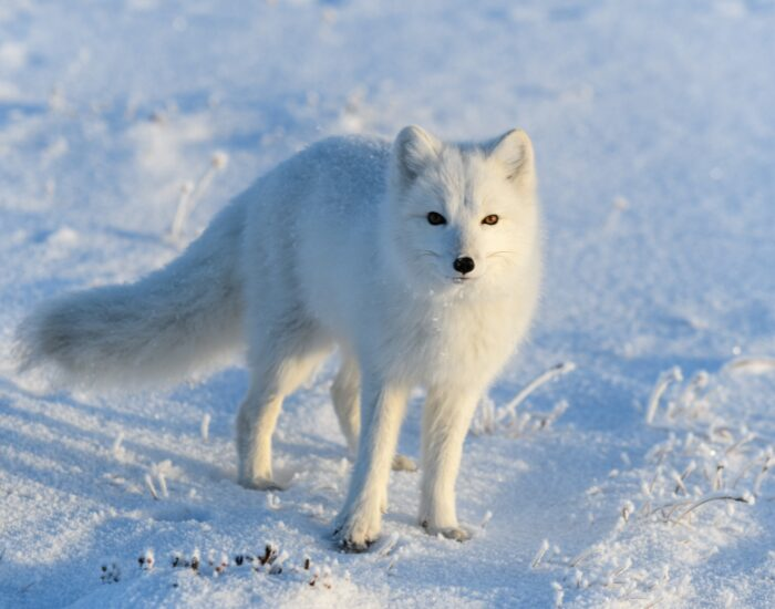 arctic fox running
