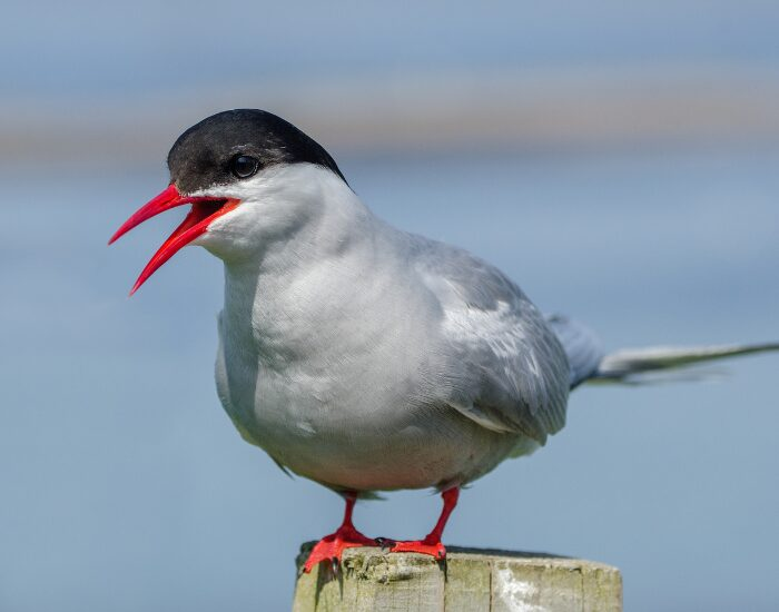 Arctic tern