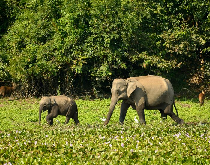 Asian elephant
