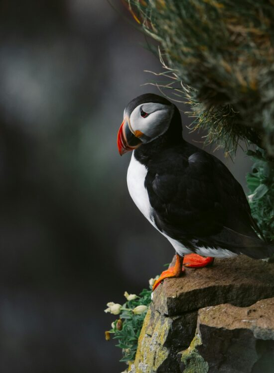 12 Seabirds You Must Know 12-seabirds-you-must-know
